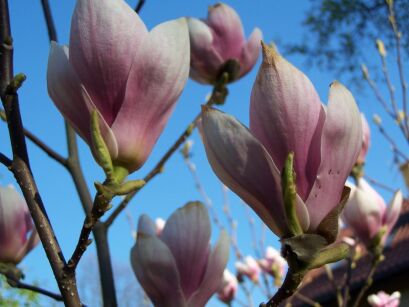 Magnolia soulangeana C5/80-100cm *T