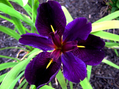 Irys luizjański BLACK GAMECOCK Iris luisiana Kosaciec