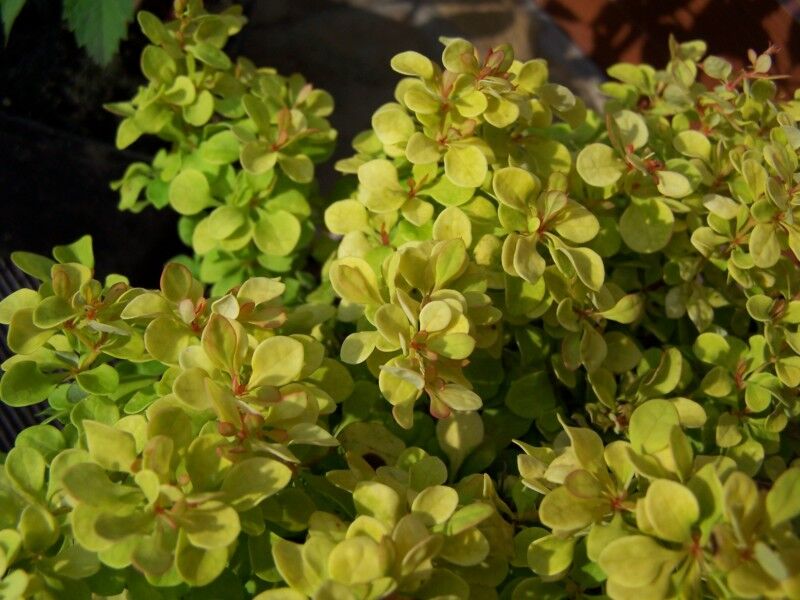Berberys TINY GOLD® 5-LETNI Berberis thunbergii C5/20-30cm *K18