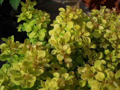 Berberys TINY GOLD® Berberis thunbergii C2-C1,5/20cm *19K