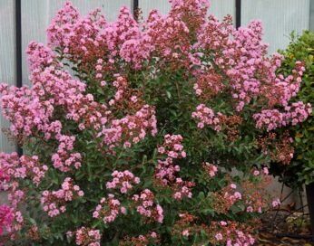 Lagerstroemia indica EVELINE 'LAGE001' PBR Bez południa C2-C3/20cm *K10