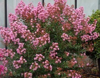 Lagerstroemia indica EVELINE 'LAGE001' PBR Bez południa C2/40cm *K15w15