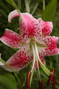 Lilia SPECIOSUM RUBRUM