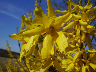 Forsycja karłowa NIMBUS Forsythia intermedia