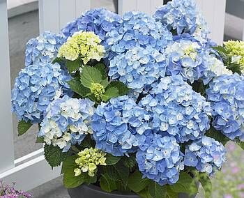 Hortensja MINTY ICE Hydrangea macrophylla Flairs&Flavours® /C5 *9