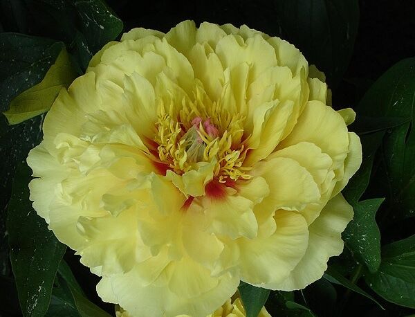 Piwonia ITOH 'GARDEN TREASURE' Paeonia ITOH