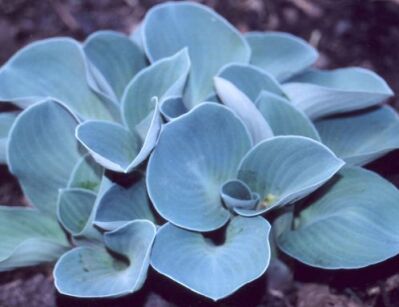 Hosta miniaturowa BLUE MOUSE EARS Funkia /P11 *T36