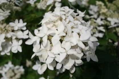 Hortensja piłkowana WARABE hydrangea serrata C3/40cm *T8