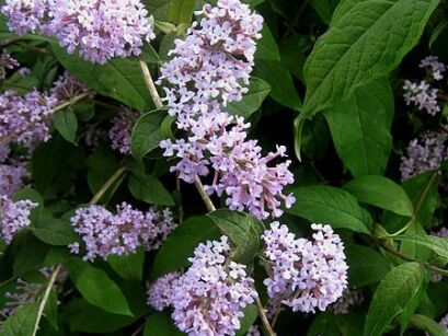 Budleja delavaja Buddleja delavayi C2/30cm