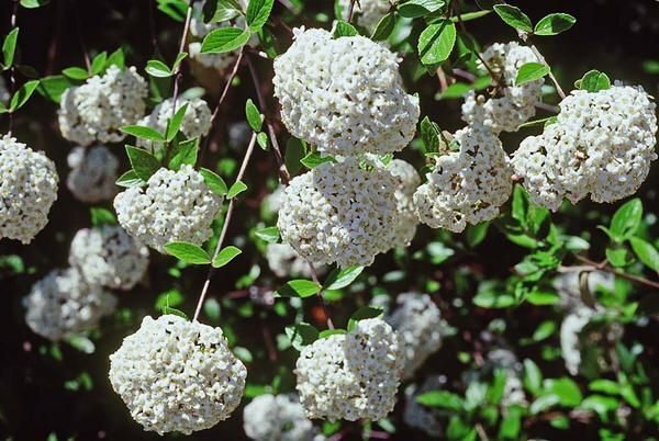 Kalina Burkwooda ANNE RUSSELL Viburnum ×burkwoodii C4/60cm *T62