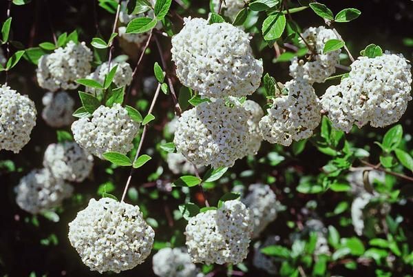 Kalina Burkwooda ANNE RUSSELL Viburnum ×burkwoodii C5/60cm *21