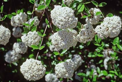 Kalina Burkwooda ANNE RUSSELL Viburnum ×burkwoodii C4/60cm *T62
