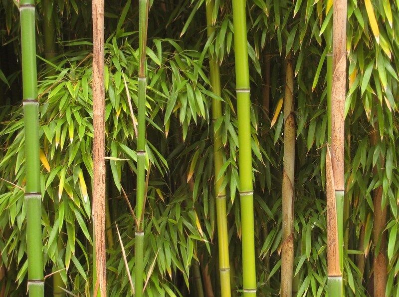 Bambus ogrodowy Phyllostachys bissetii C3/40cm