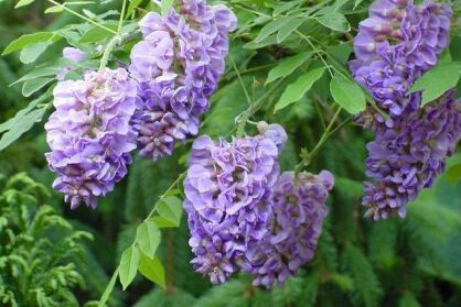 Wisteria AMETHYST Glicynia C9/1,8m *K11