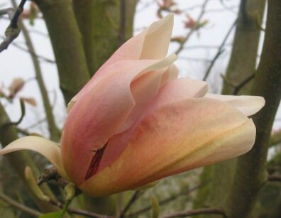 Magnolia BARBARA NELL C3/50cm *T54