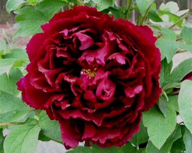 Piwonia drzewiasta Wu Jin Yao Hui (ciemno czerwona) Paeonia suffruticosa /P14 *T31