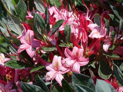 Rhododendron viscosum WATERGIRL in.Azalia bagienna C5/40-50cm 