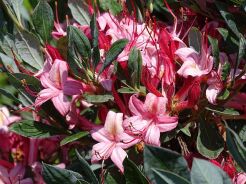 Rhododendron viscosum WATERGIRL in.Azalia bagienna C5/60cm *K12