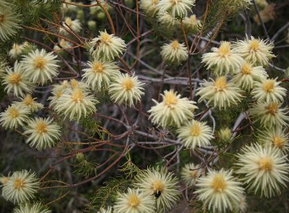 Phylica arborea Dzięciur drzewiasty C2/30-40cmK14w9