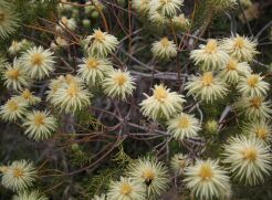 Phylica arborea Dzięciur drzewiasty C2/30-40cmK14w9