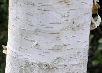 Brzoza pożyteczna GRAYSWOOD GHOST Betula ermanii var. jacquemontii C5/1,5m *K6