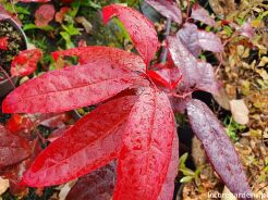 Kwaśnodrzew konwaliowy Oxydendrum arboreum - krzew C5/20-40cm *T75