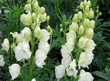 Tojad najmocniejszy 'Schneewittchen' Aconitum nappellus /P11 *K18