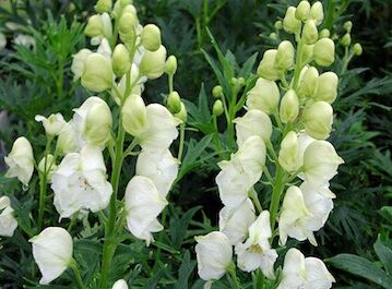 Tojad najmocniejszy 'Schneewittchen' Aconitum nappellus /P11 *K7