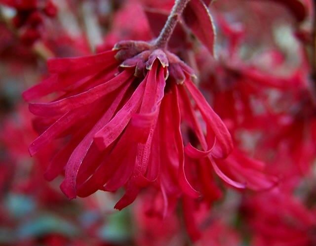 Loropetalum chinense EVER RED® C2/20-30cm