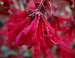 Loropetalum chinense EVER RED® C2/20-30cm