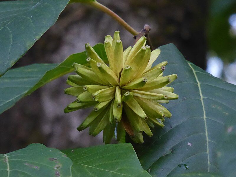 Camptotheca acuminata zw.Drzewo na raka, Drzewo życia C2/30-50cm *GD