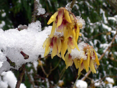 Zimokwiat złocisty BROCKHILL GOLDLEAF Chimonanthus praecox C5/40-60cm