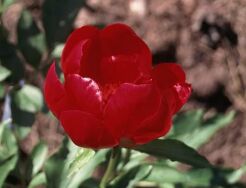 Piwonia MARIA ANTOINETTE Paeonia /C2