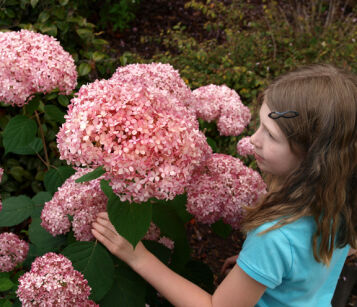 Hortensja krzewiasta INVINCIBELLE SPIRIT Hydrangea arborescens /C3