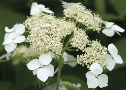 Hortensja krzewiasta DISCOLOR Hydrangea arborescens subsp. discolor /C5 *20K