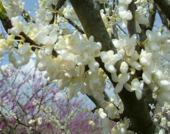 Judaszowiec kanadyjski ROYAL WHITE Cercis canadensis C9/1,2-1,4m *K15