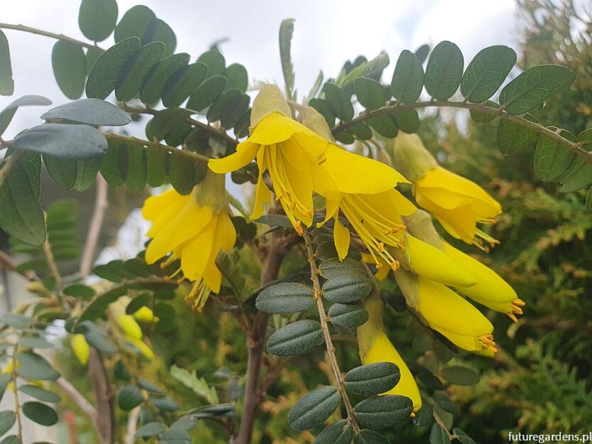 ﻿Sophora microphylla SUN KING® 'Hilsop' C5/1,4m *K14
