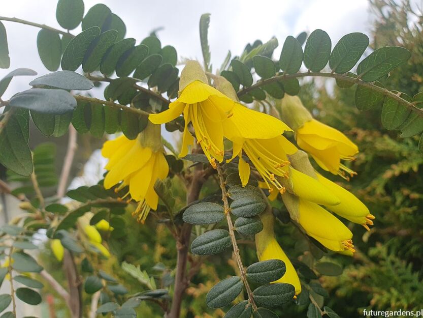 ﻿Sophora microphylla SUN KING® 'Hilsop' C2(C5)/1,2-1,4m *TL