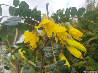 ﻿Sophora microphylla SUN KING® 'Hilsop' C5/1,4m *K14