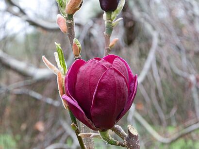 Magnolia miniaturowa MIGHTY MOUSE C9/40-50cm *T29-31-32