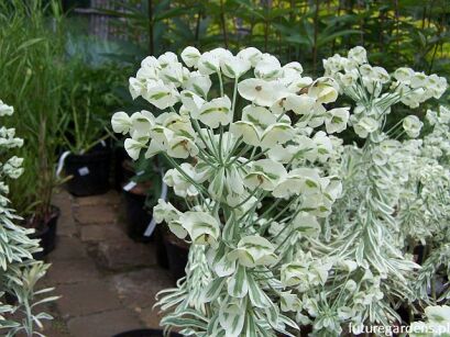 Euphorbia characias TASMANIAN TIGER Wilczomlecz błękitnawy P9/10-20cm *T65