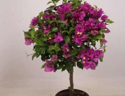 Bugenwilla ALEXANDRA na PNIU Bougainvillea glabra C2/Pa40(60)cm *B