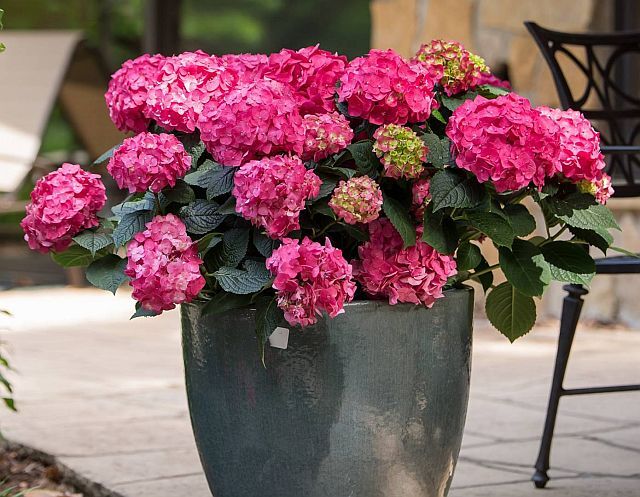 Hortensja ogrodowa SUMMER LOVE® Endless Summer Hydrangea macrophylla /C5 *T1