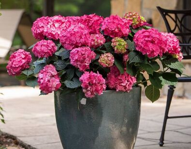 Hortensja ogrodowa SUMMER LOVE® Endless Summer Hydrangea macrophylla /C5 *T69-70