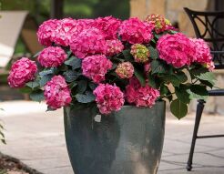  Hortensja ogrodowa SUMMER LOVE® Endless Summer Hydrangea macrophylla /C5 *K19