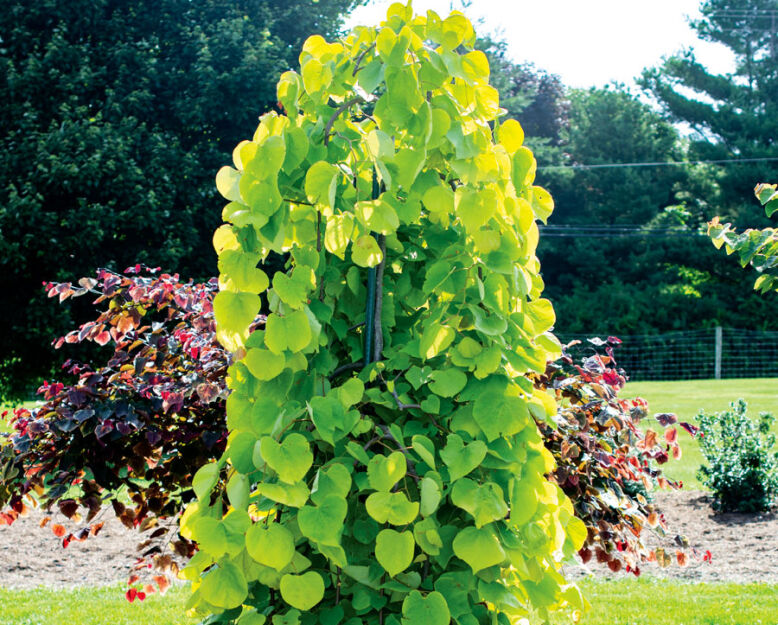 Judaszowiec płaczący GOLDEN FALLS® 5-letni Cercis canadensis C15/1,5-2m *K6