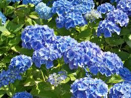 Hortensja ogrodowa CAMEROUN BLUE Hydrangea macrophylla /C5