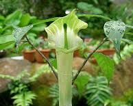Arisaema consanguineum Himalayan Cobra Lily /C3