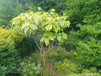 Szczęślin trójdzielny VARIEGATUM Clerodendrum trichotomum /C3 *K8