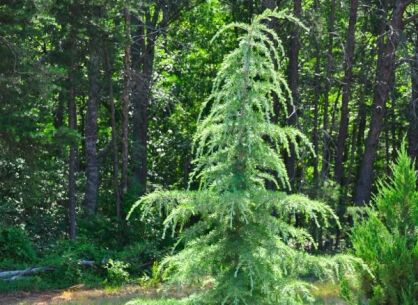  Cedr himalajski MILES HIGH Cedrus deodara C5/60-80cm *K9